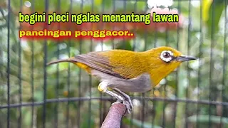 suara burung pleci gacor ngalas nembak pleci ngalas menantang lawan