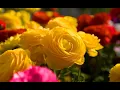 Download Lagu MUSIC FOR THE SOUL - SERGEY CHEKALIN . Therapeutic music for the heart .