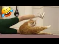 ORANGE CAT BEHAVIOR COMPILATION ORANGE CATS BEING DUMB