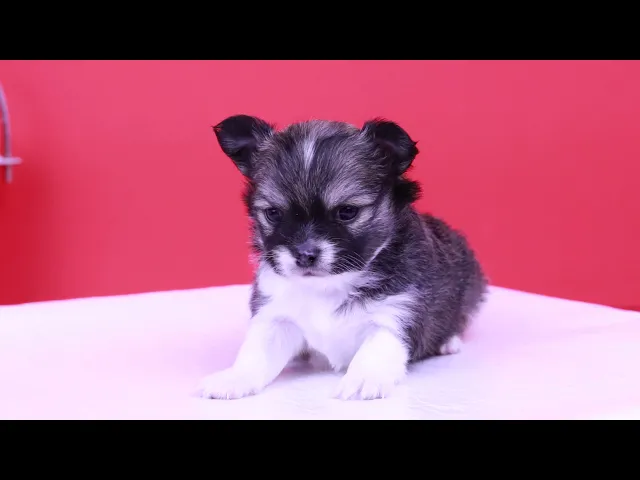 動画