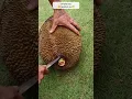 Download Lagu simple and shortcut jackfruit cut 😋👍😁#shorts #youtubeshorts #trending #fruit