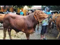 Lagu 15 juta !! Limousin Super Leher Kendor Harga Murah Meriah !! Pasar Sapi Tuban 