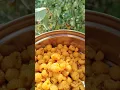 Download Lagu himalayan strawberry \\ yellow berries \\ blackberry \\ raspberry #blackberry #strawberry #raspberry