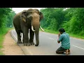 Download Lagu There is going to be destruction, here the big elephant is hitting the vehicles.#elephant