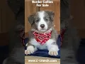 Border Collies for sale