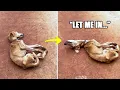 Download Lagu Convulsing and Pleading at the Gate... She Couldn’t Understand Why She Was Left Outside
