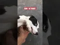 Download Lagu I love you so much #shorts  #pet #dog