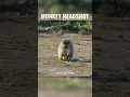 Download Lagu Monkey SHOT IN THE EYE with an Air Gun!