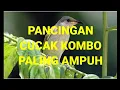 Download Lagu CUCAK KOMBO/KECIAL KOMBO PANCINGAN PALING AMPUH