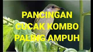 Download CUCAK KOMBO/KECIAL KOMBO PANCINGAN PALING AMPUH MP3