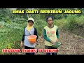 Lagu Emak Darti menanam jagung di kebun ‼️ Suasanq kehidupan di kampung