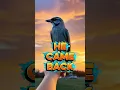 Download Lagu Burung yang Selalu Kembali 🐦