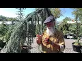 Weeping Blue Atlas Cedar - A perfect ornamental tree planted in the perfect location