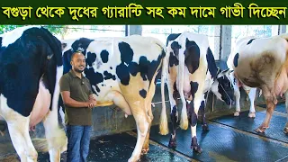 বগুড়ার শাফিন ভাই কম দামে দুধের গ্যারান্টি সহ গাভী দিচ্ছেন dairy farm