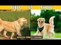 Field Golden Retriever vs Show Golden Retriever How They Are Different