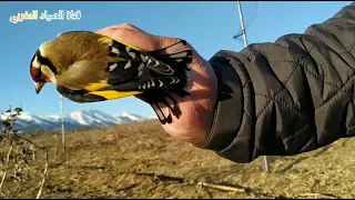 صيد الحسون ب الشبكة الهوائية  صيد الحسون ب الشبكة الهوائية