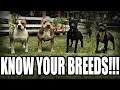 WHAT KIND OF PITBULL DO YOU HAVE - A QUICK BREAKDOWN OF THE PIT TYPE BREEDS