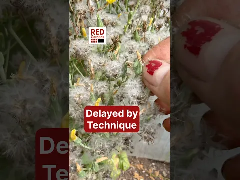 Delayed by Technique  #seedsaving #lettuce #adaptability