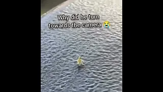 Cute lil guy dancing