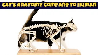 A Cat s Anatomy Compared To A Human s Similarities And Advantages