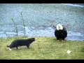 Lagu Hilarious Cat vs Eagle thoughts