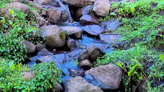 The Beautiful Harena Forest 