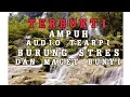 Download Lagu Suara Masteran untuk Terapi Burung Stres dan Macet Bunyi agar Kembali Gacor