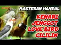 Lagu KENARI - CUCAK JENGGOT - LOVE BIRD - CILILIN | MASTERAN MEWA SUPER PEDES