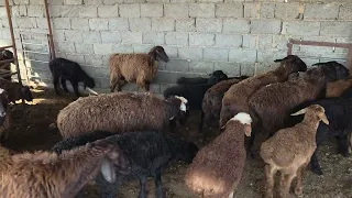 Xar bir oila Tadbirkor dasturi Asosida Kriditga Qoʻylar Samarqand viloyati Narpay tumanida