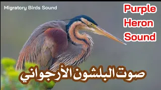 صوت البلشون الأرجواني الغابي الرخيوي Purple Heron Sound 