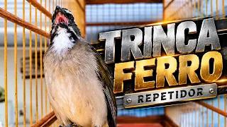 Trinca ferro repicando canto a cada dia aumentando a quantidade de notas !!!