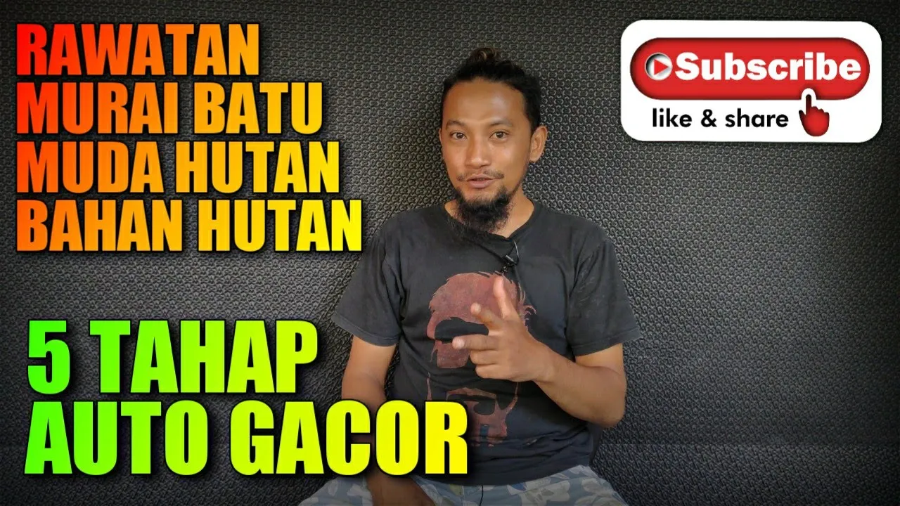 Cara Menjinakan Murai Batu Muda Hutan