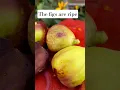 Download Lagu Ripe Figs. Not my taste!