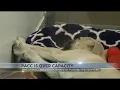 PACC is over capacity In need of adoptions and foster homes