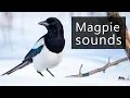 Download Lagu Suara burung murai