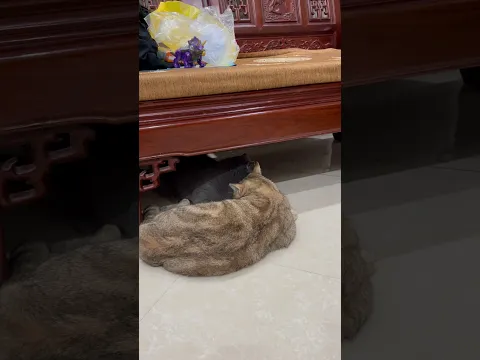 Mr Chubby and Mr Ginger  #shorts  #funnyanimals #funnycats #funnydogs