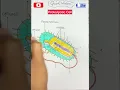 Prokaryotic Cell Diagram