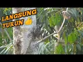 Download Lagu cara mikat burung platuk beras yang susah turun 😃👍