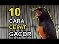 Download Lagu 10 Cara Mudah Membuat MURAI BATU Cepat GACOR DAN TAMPIL GANAS!!