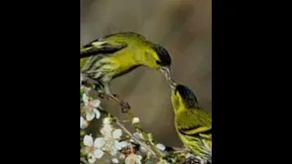 صوت تغريد النعار 