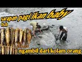 Download Lagu sarapan pagi ikan baby fish ngambil dari kolam orang ⁉️
