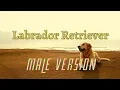 Download Lagu 【MALE VERSION】Labrador Retriever | MNL48 - Team MII