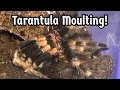 Lagu Tarantula Moulting - What Happens/What To Do When Your Spider Moults | Spooderpods