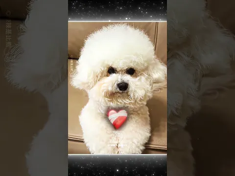 This Puppy’s Bath Routine Is Too Cute 🐶