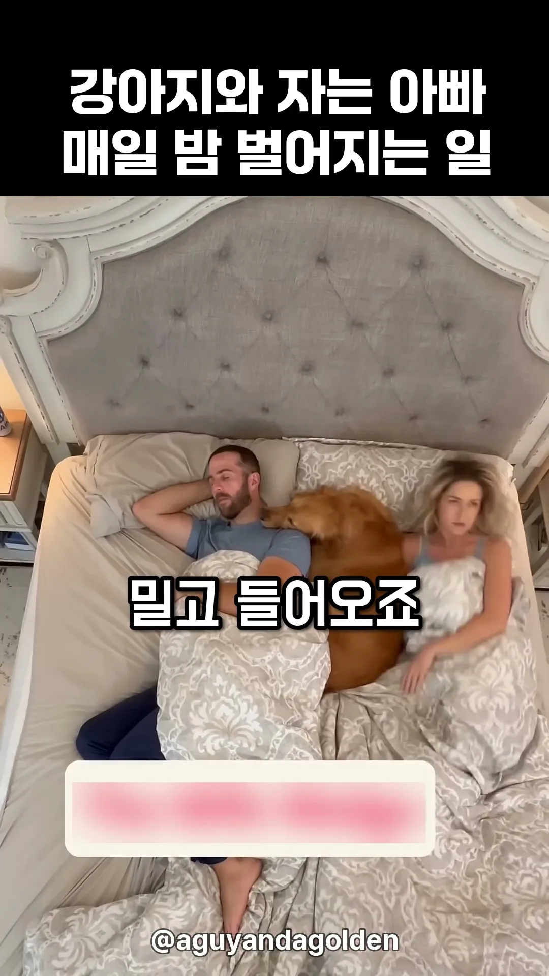 강아지와 자는 아빠, 매일 밤 벌어지는 일
