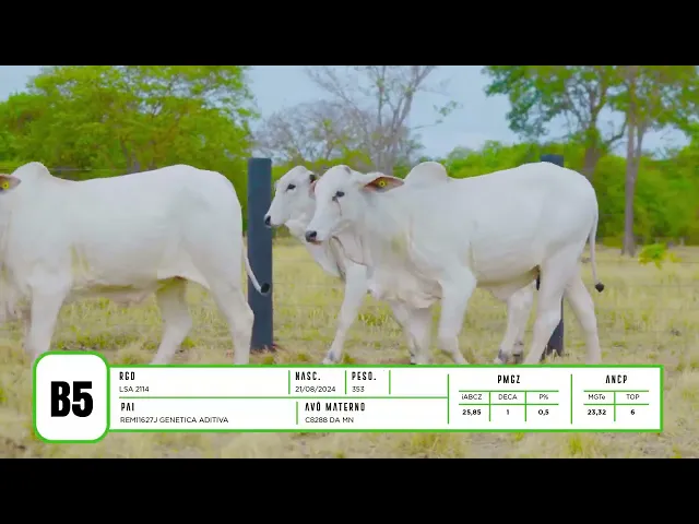 7 BEZERRAS NELORE P.O.