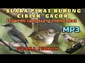 Download Lagu RAJANYA SUARA PIKAT BURUNG CIBLEK 2022 @ Allba Kicau Bird