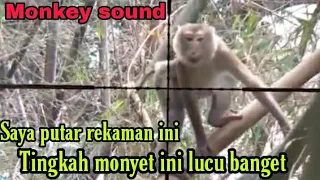 Download suara monyet memanggil temannya/suara pikat monyet/bunyi monyet @Dogsulsniper MP3