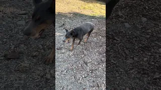 #fyp #dream #doberman #pets #rescue