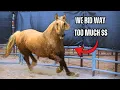 Our First Wild Horse Auction - Did We Win Our Dream Mustang